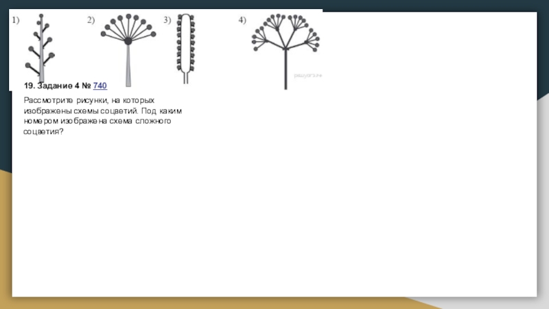 Рассмотрите рисунки на которых изображены схемы соцветий под каким номером изображена схема сложного