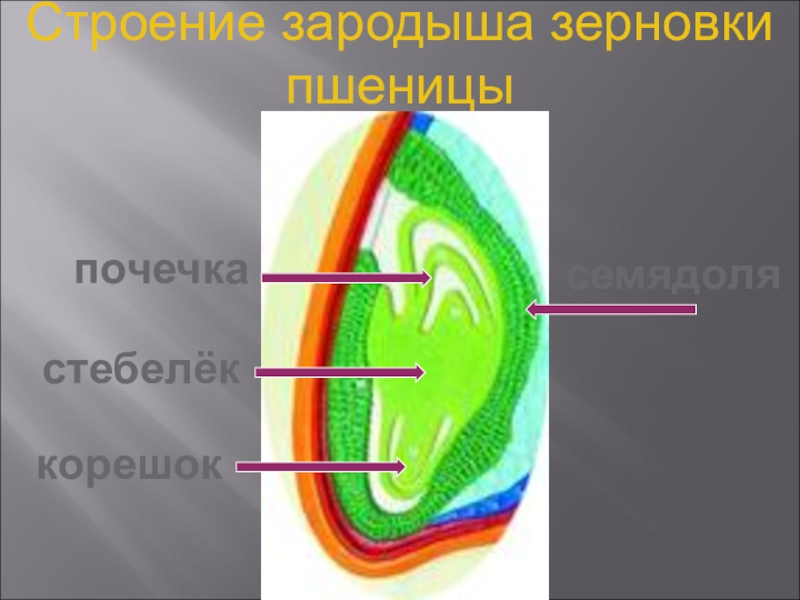 Строение зародыша. Почечка зародыша. Почечка зерновки. Строение зародыша пшеницы.