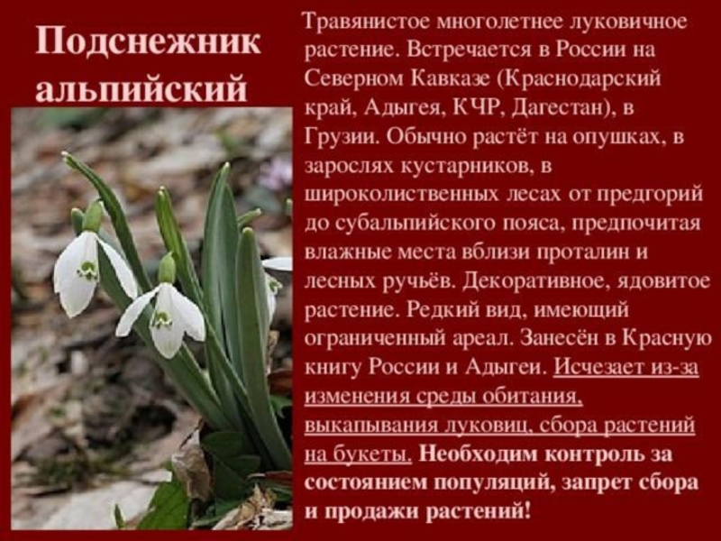 Книга красная книга растения россии фото и описание