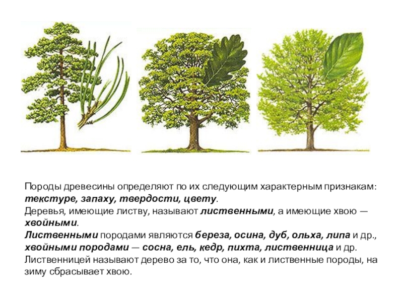 Характерные признаки породы. Лиственные породы деревьев. Лиственные породы древесины. Мягкие лиственные деревья. Строение лиственных деревьев.