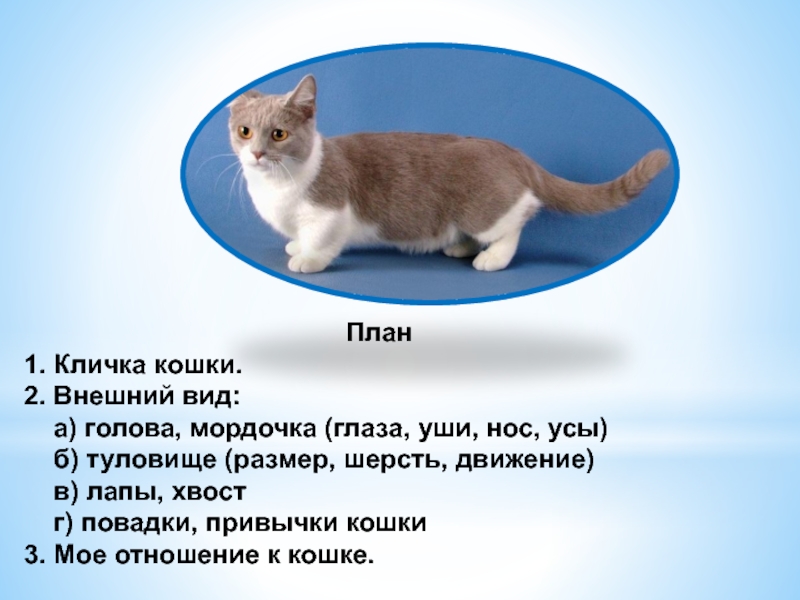 Клички для кошек. Женские имена для кошек. Клички кошек на м. Кличка для кота или кошки. Лапа кличка для кошки.