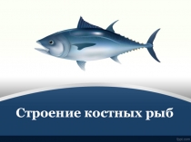 Презентация по теме Строение костных рыб