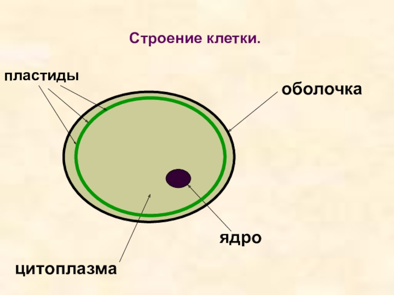 Строение клетки.оболочкацитоплазмаядропластиды