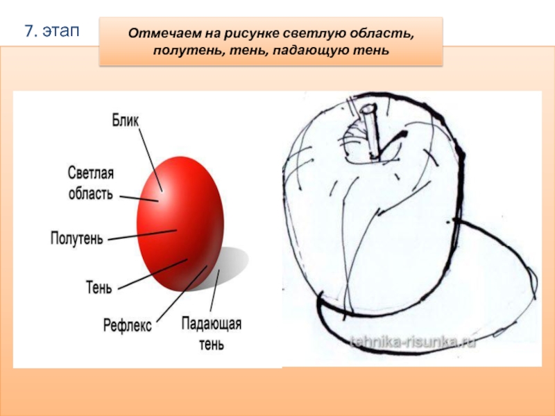 Тень полутень рефлекс в рисунке