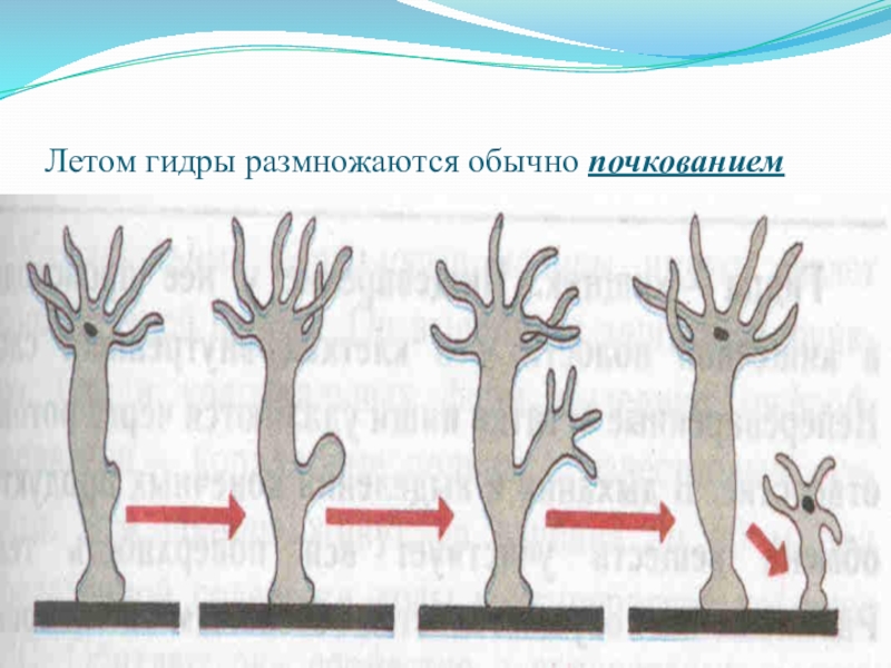 Гидра размножение почкованием. Почкование гидры биология. Размножение гидры почкованием. Размножение виды gjxrjdfybt. Процесс почерыания гидры.