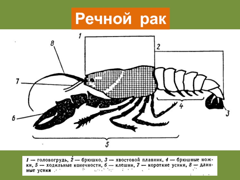 Внешнее строение речного рака рисунок без подписей