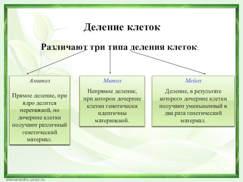 Деление клетокРазличают три типа деления клеток:АмитозПрямое деление, при ядро делится перетяжкой, но дочерние клетки получают различный генетический