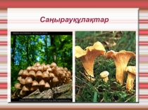 Саңырауқұлақтар