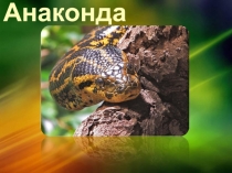 Презентация по биологии на тему Анаконда (7 класс)