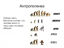 Презентация Антропогенез может быть использована на уроках в 11 классе