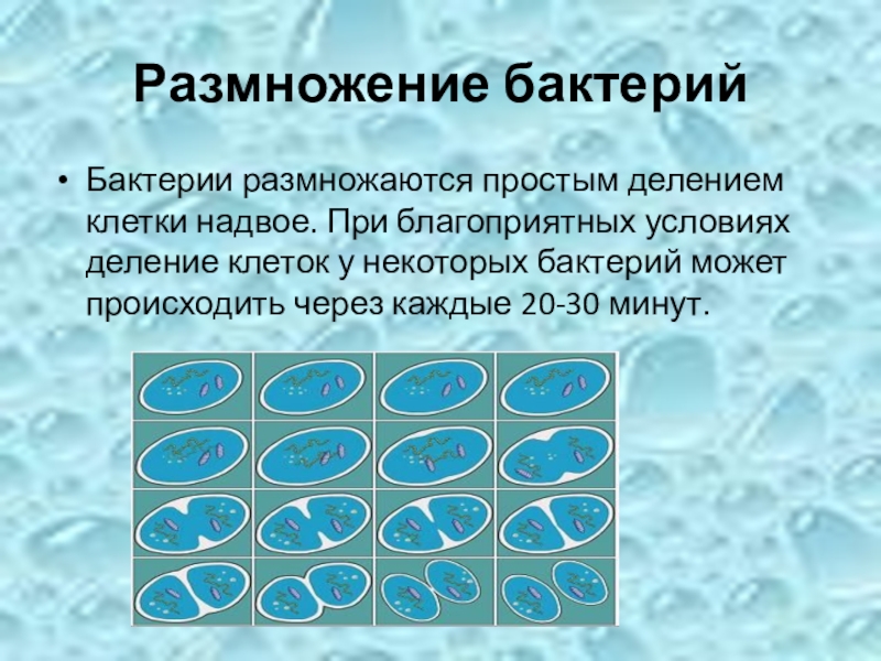 Размножение бактерий происходит по определенному плану выявите эту закономерность и распределите