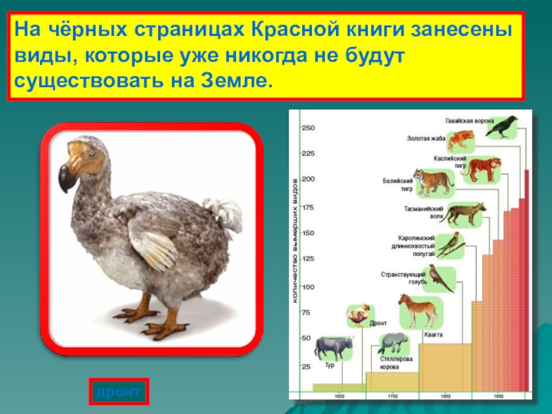 Черные страницы красной книги растения фото и описание