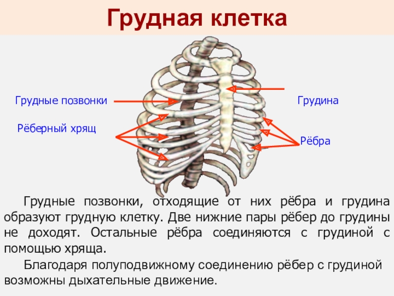 Схема строения грудины