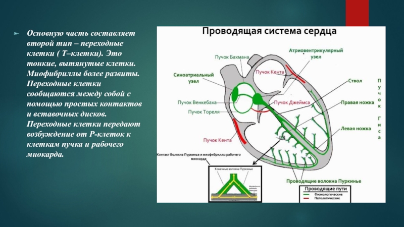 Проводящая система сердца презентация анатомия