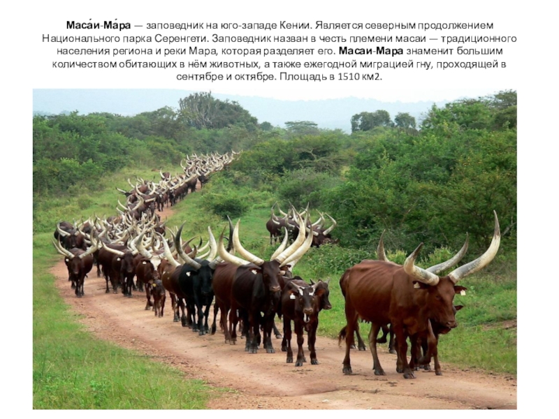 Маса́и-Ма́ра — заповедник на юго-западе Кении. Является северным продолжением Национального парка Серенгети. Заповедник назван в честь племени