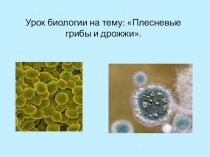 Презентация по биологии на тему Плесневые грибы и дрожжи