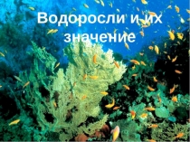 Презентация по теме водоросли