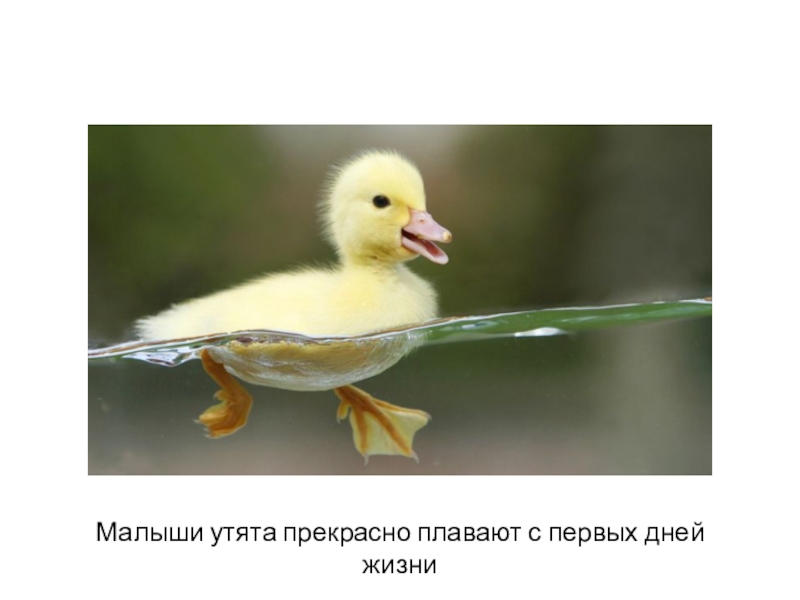 Самая маленькая уточка. Утка желтая. Милая утка. Утка желтая. Самая маленькая утка.