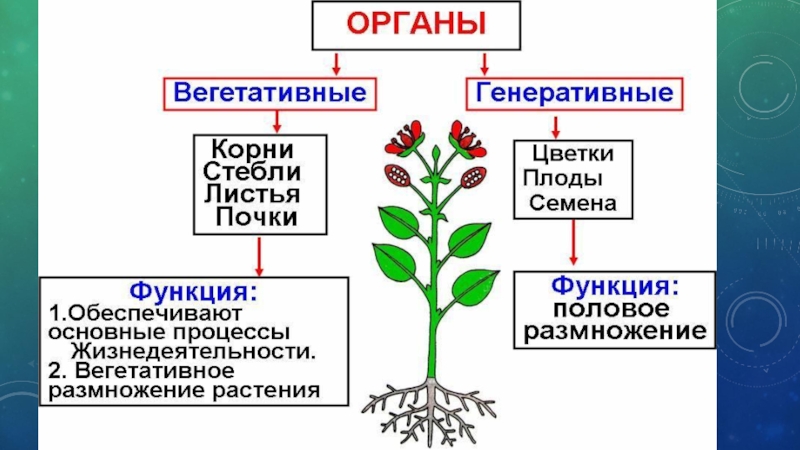 Проект за 10 класс по биологии