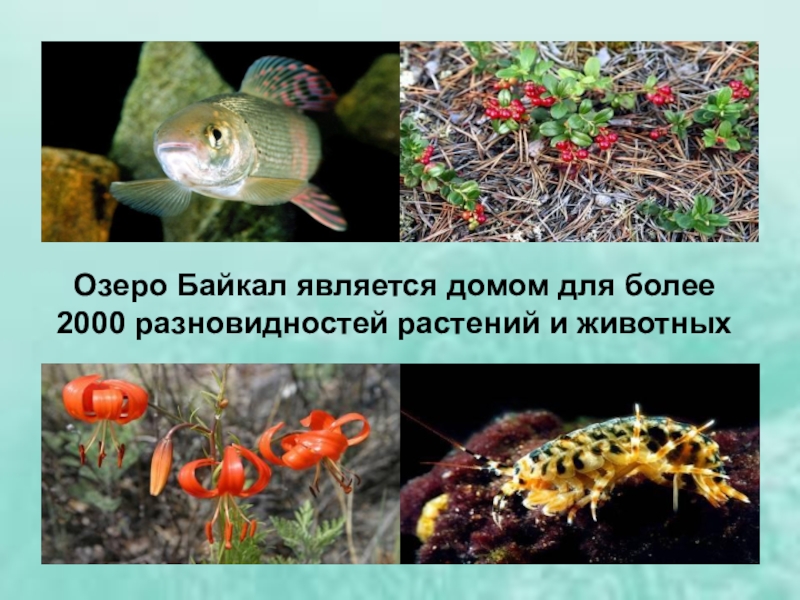 Растения и животные озера на