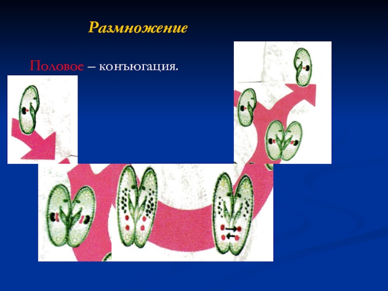 половое размножение путем конъюгации