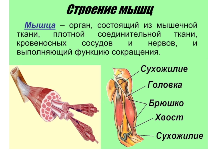 Презентация по биологии 8