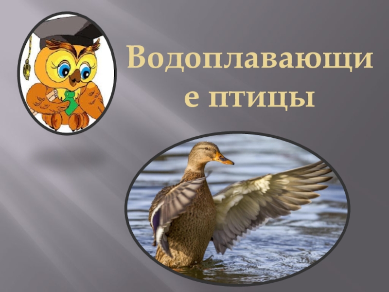 Презентация Водоплавающие птицы