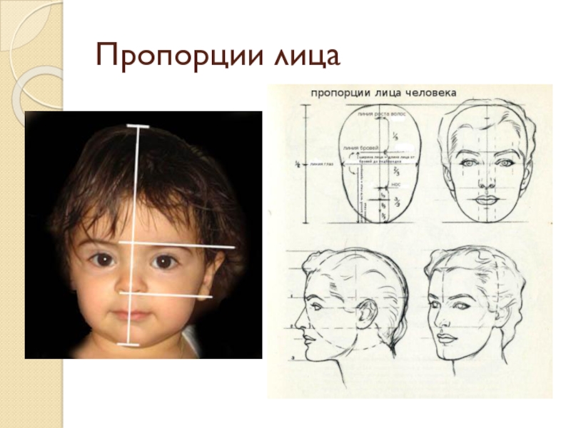 Презентация лицо человека 1 класс 8 вид