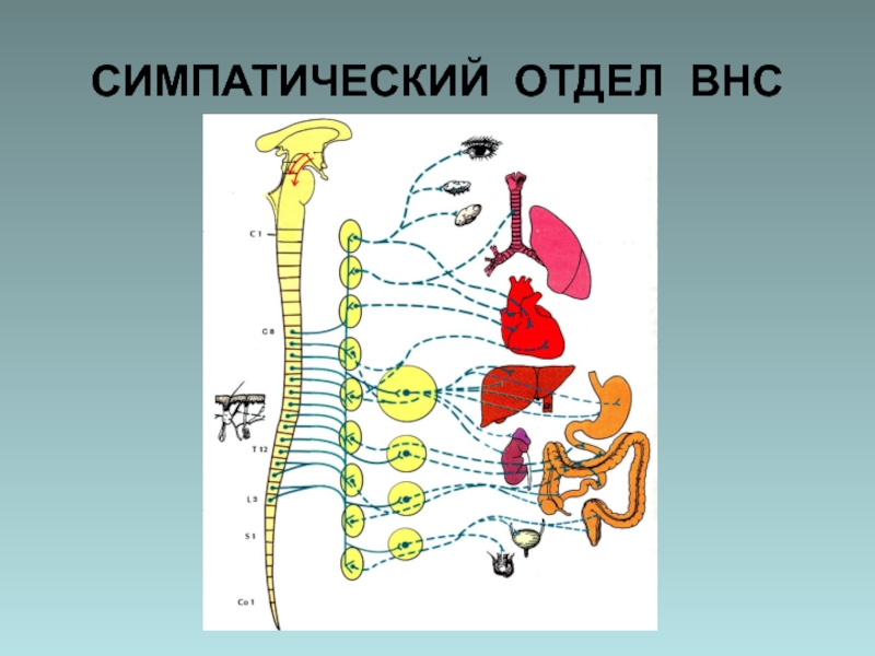 Отделы нервной системы рисунок