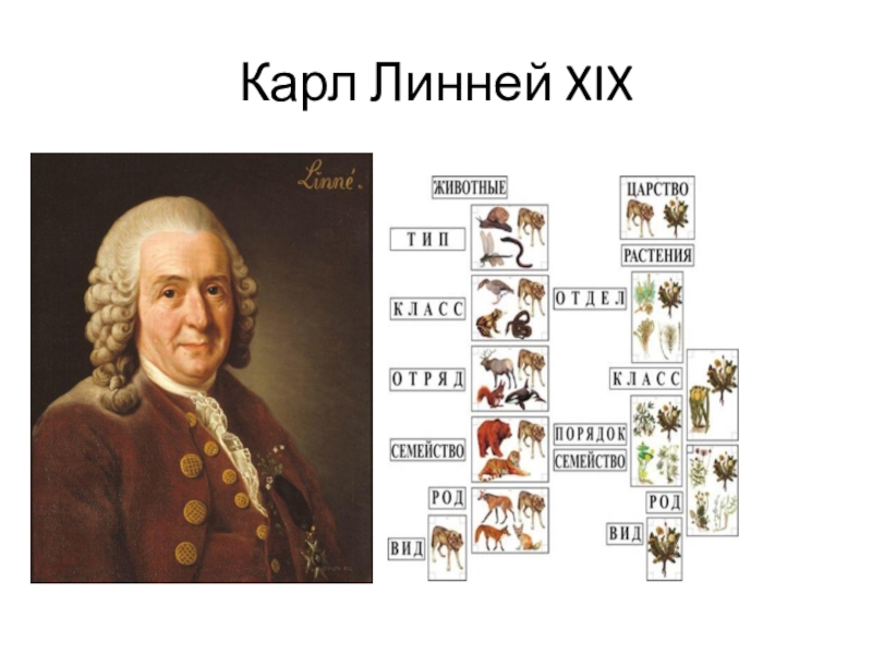 Работа система природы. Карл Линней и его коллекции. Карл Линней классификация животных. Карл фон Линней систематика. Карл Линней 3 царства.