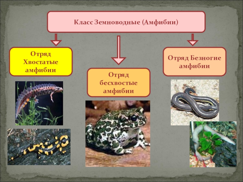 1 отряды класса земноводные. Больше всего видов амфибий в отряде.