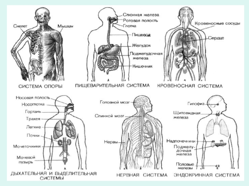 Примеры систем органов. Система внутренних органов. Анатомия человека системы и органы. Внутренняя система человека. Основные системы органов человека.
