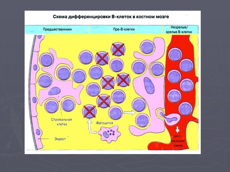 Что такое иммунная карта