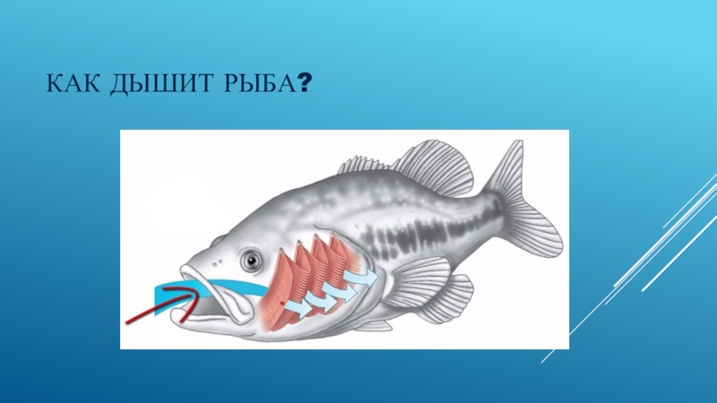 Кто такие рыбы 1 класс видеоурок. Как дышат рыбы. Рыбы дышат жабрами. Рыбы дышат кислородом.