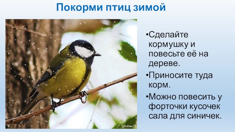 Покорми птиц зимойСделайте кормушку и повесьте её на дереве. Приносите туда корм.Можно повесить у форточки кусочек сала