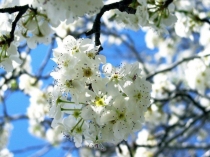 Презентация к уроку биологии по теме Виды корней. Типы корневых систем