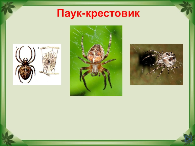 Лесные опасности проект для 2 класса по окружающему миру