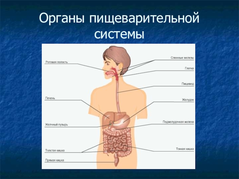 Ротовое пищеварение. Органы пищеварения ротовая полость. Органы системы пищеварения человека в полости рта. Органы пищеварения губок.