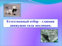 Презентация по биологии на тему Естественный отбор (11 класс)