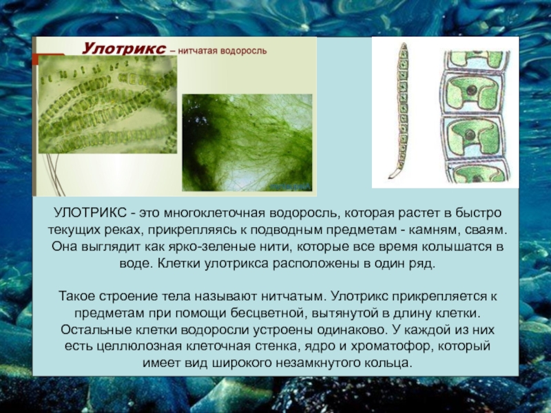 В результате чего образуются водоросли. Многоклеточные водоросли улотрикс. Многоклеточные водоросли улотрикс цикл. Нитчатые зеленые водоросли улотрикс. Строение многоклеточных нитчатых водорослей.