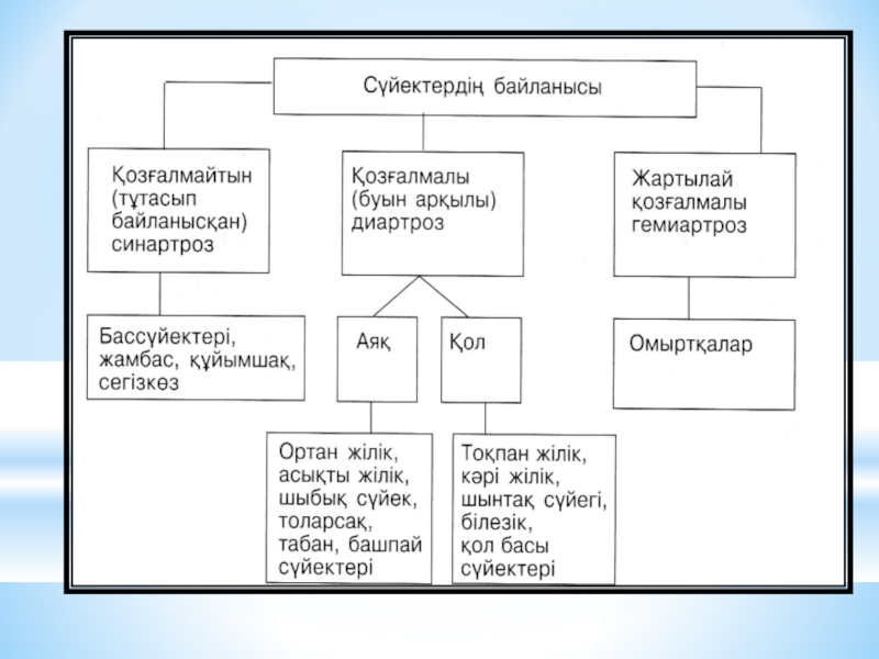 Интонация арқылы байланысқан. Буын дегеніміз не. Бас суйектер.