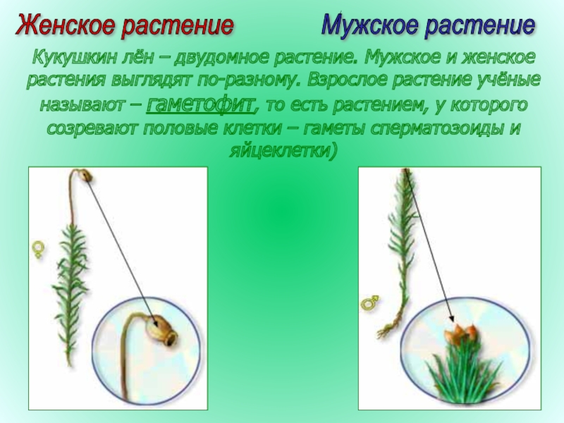 Отдел моховидные 7 класс презентация