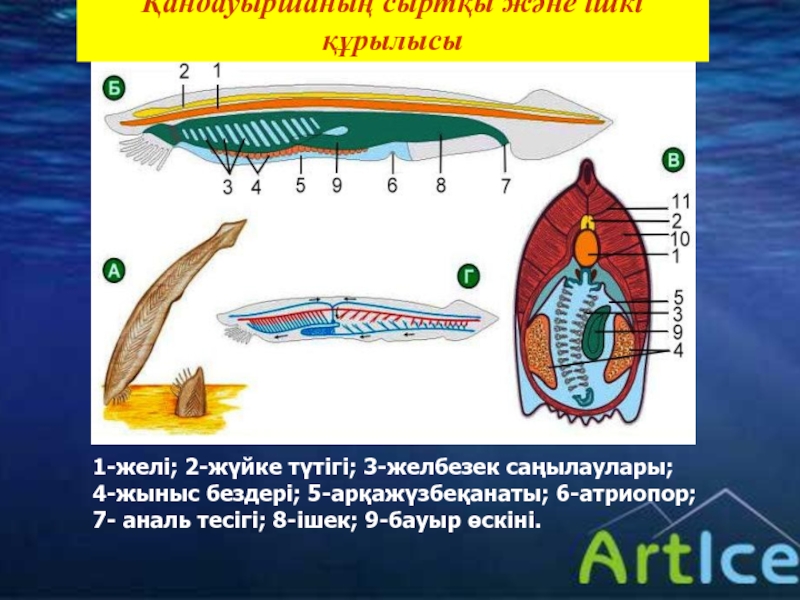 Сквирт при анале фото