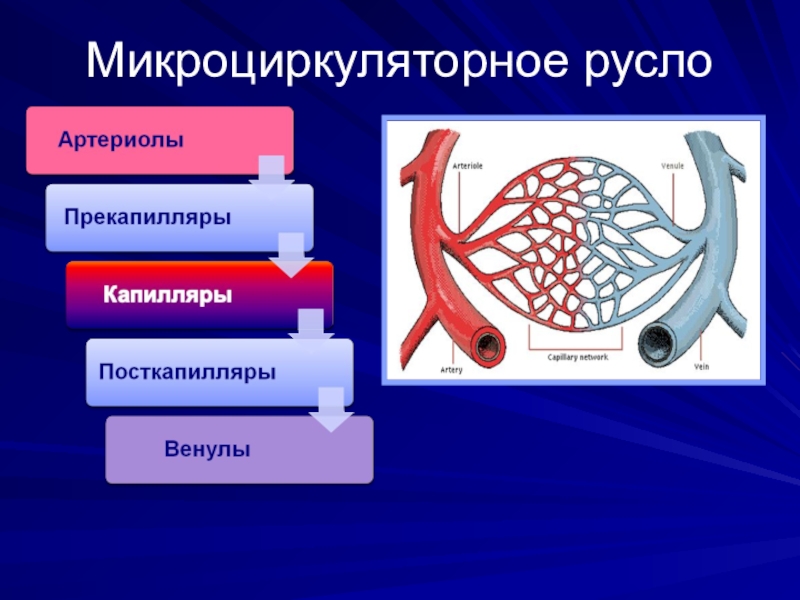 Микроциркуляторное русло схема