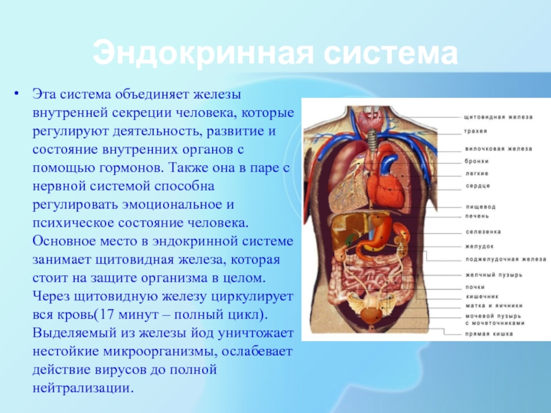 Презентация как устроен человек