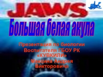 Презентация по биологии Большая Белая акула