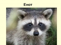 Работа с текстом  Енот 1 класс