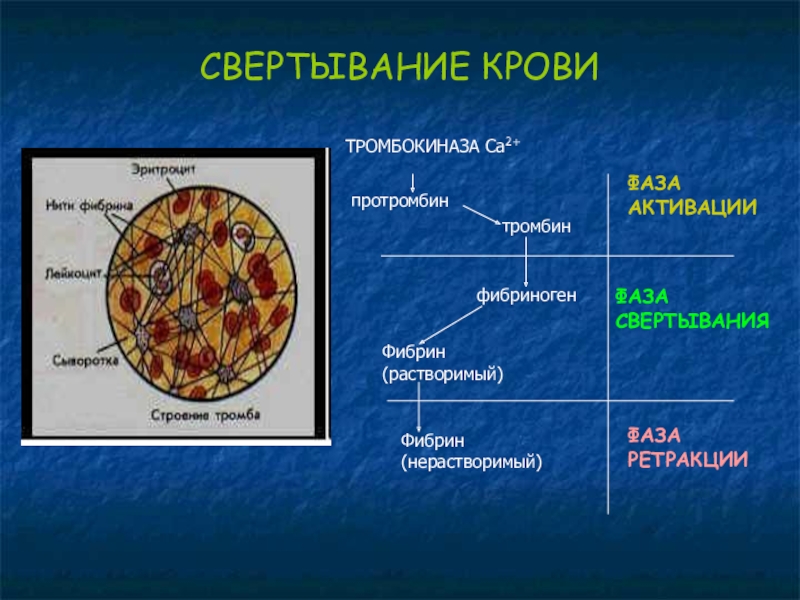 Тест по биологии организм и среда. Клеточная теория свертывания крови. Тромбокиназа. Свертывание тромбокиназа тромбин протромбин.