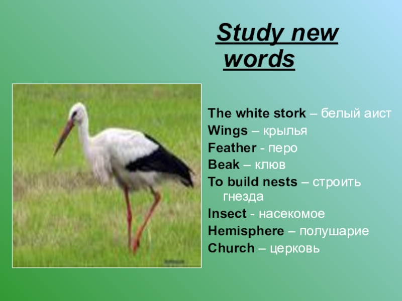 Study new wordsThe white stork – белый аист     Wings – крыльяFeather -