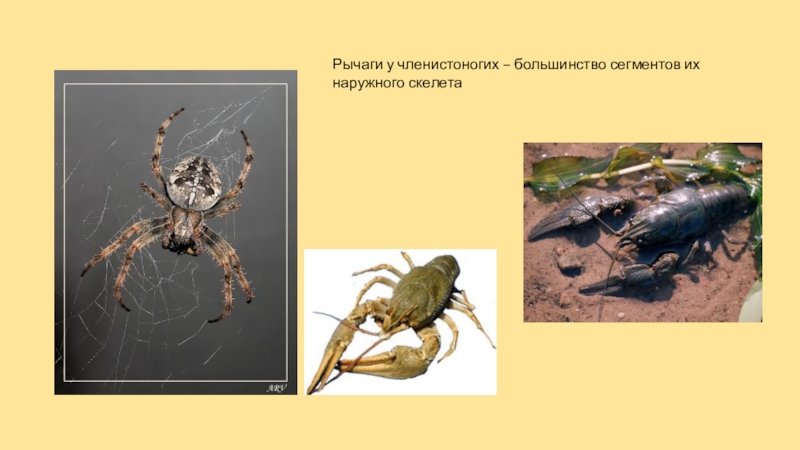 Какие части тела насекомого являются рычагами презентация